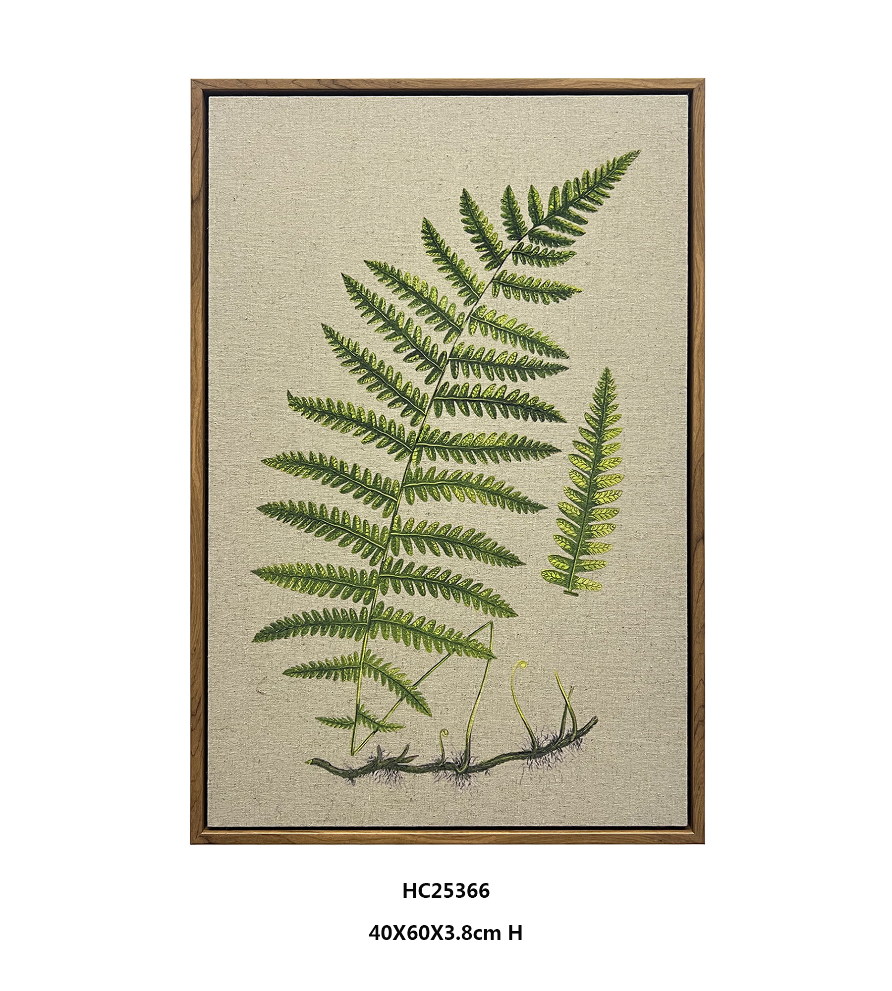 Botanical fern study with visible roots and green fronds