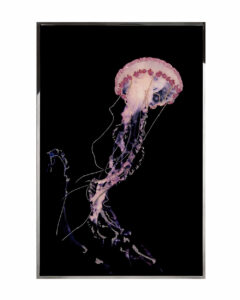 Pink crystal jellyfish wall art in a black metal frame