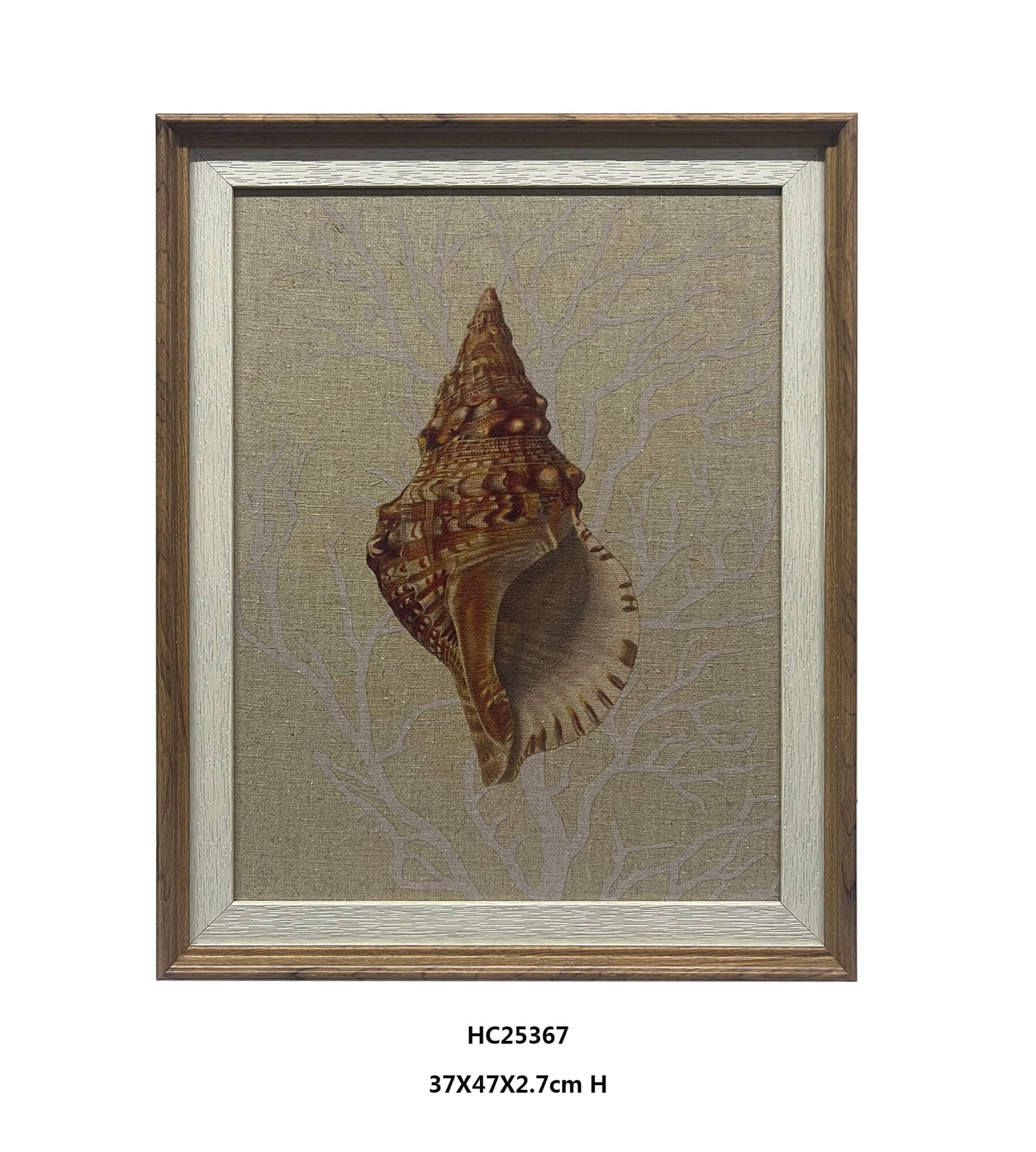 Framed seashell wall art showing a vintage conch print on neutral linen
